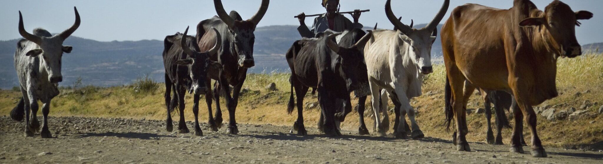 Livestock on the way to market