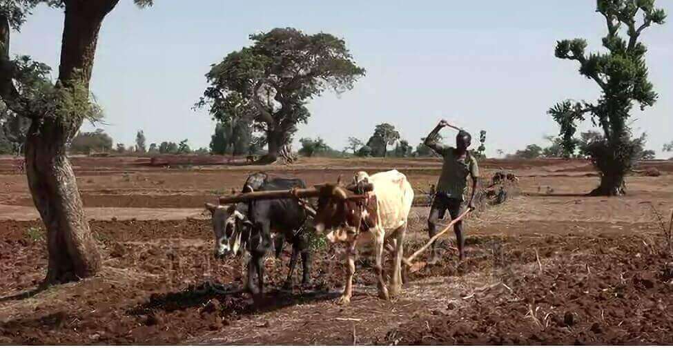 Farmer uses bull to plow his land agriculture and crop cultivation in rural Ethiopia 1 1 1