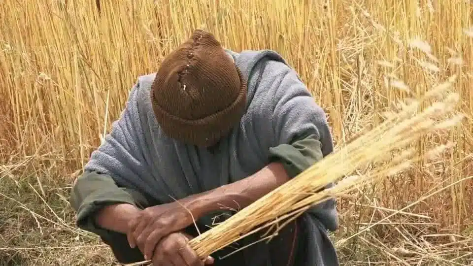 The Amhara wheat farmer is facing an especially discouraging and unsatisfactory crop season, primarily due to Ahmed's refusal to provide fertilizer to the farmers.